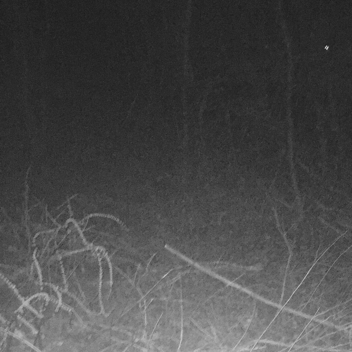 Forest Of Sempiternal Night