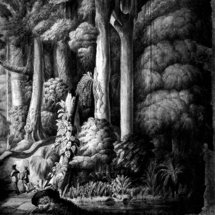 Il Bosco Delle Ombre Scure