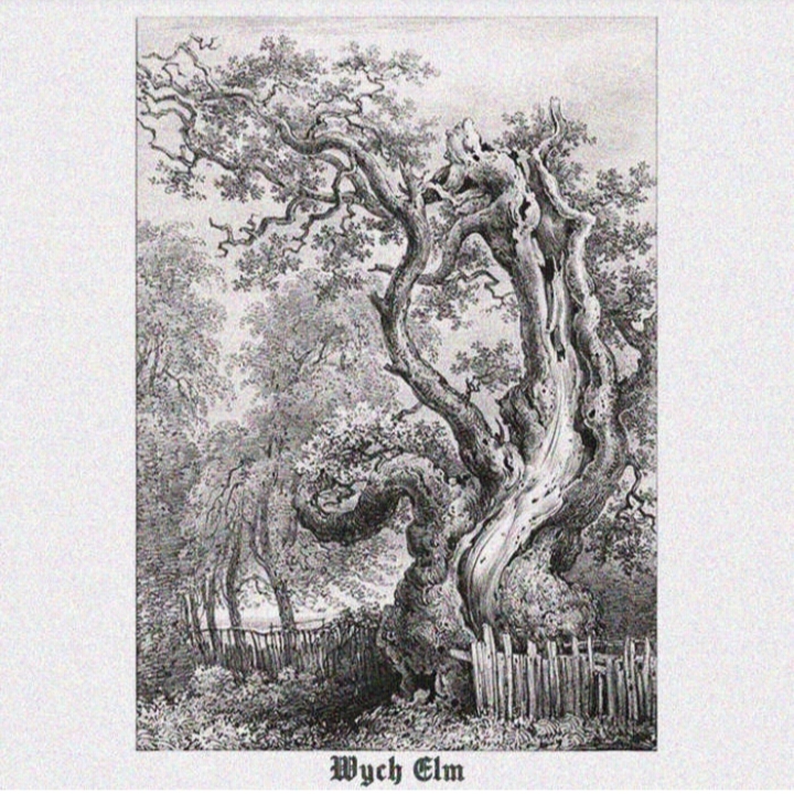 Wych Elm