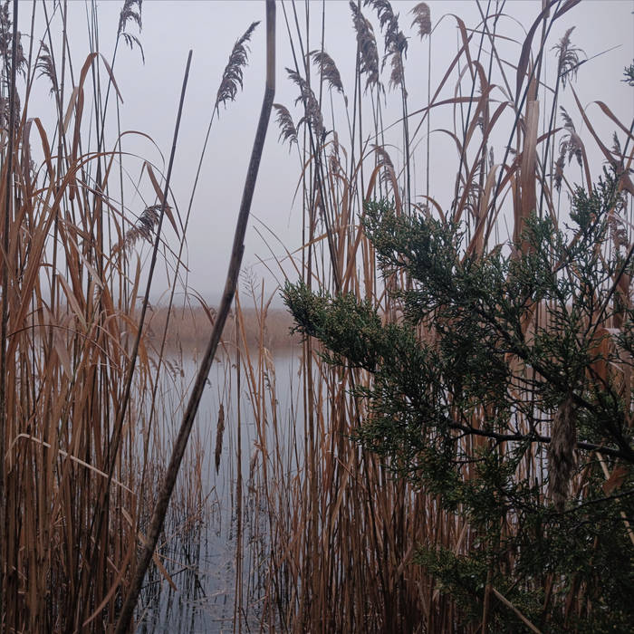 A Rainy Mist Upon the Lonely Marsh