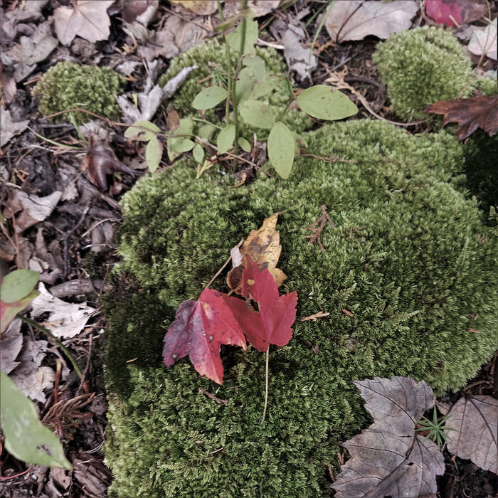 Dancing Upon the Freshly Fallen Leaves