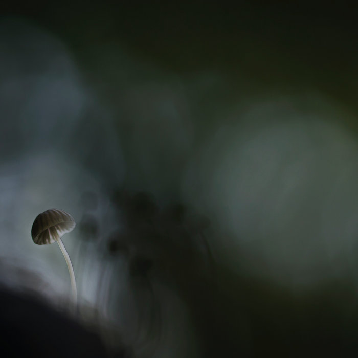 Dormant States