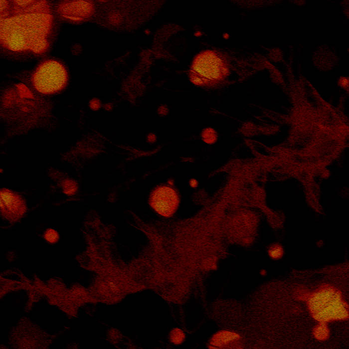 Large Hadron Collider