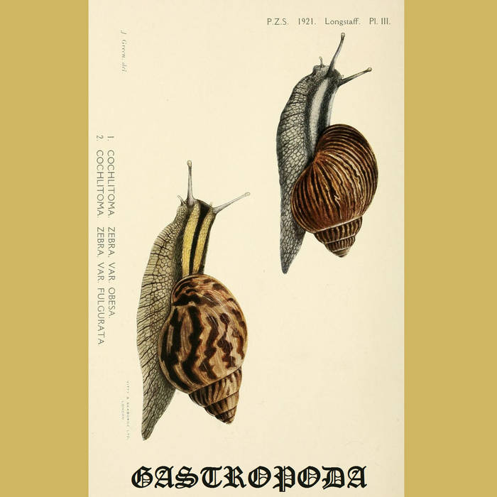 Gastropoda