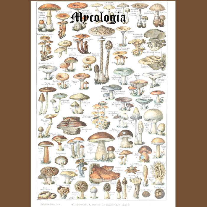 Assorted Mushrooms Of New England