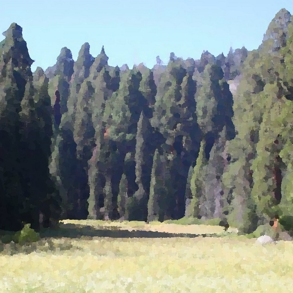A Meadow