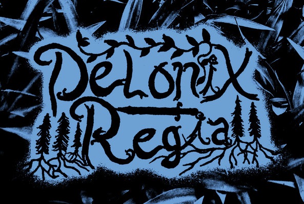 Delonix Regia